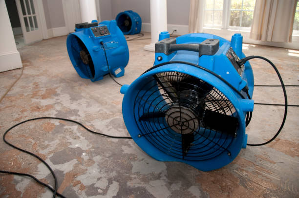 Best Mold removal after water damage  in Morristown, TN